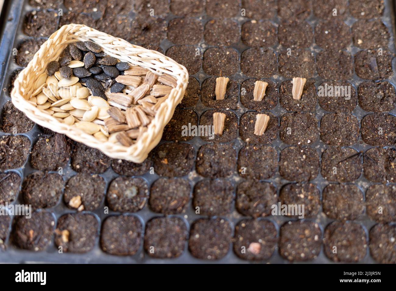 sowing mixed vegetable seeds for summer crop Stock Photo