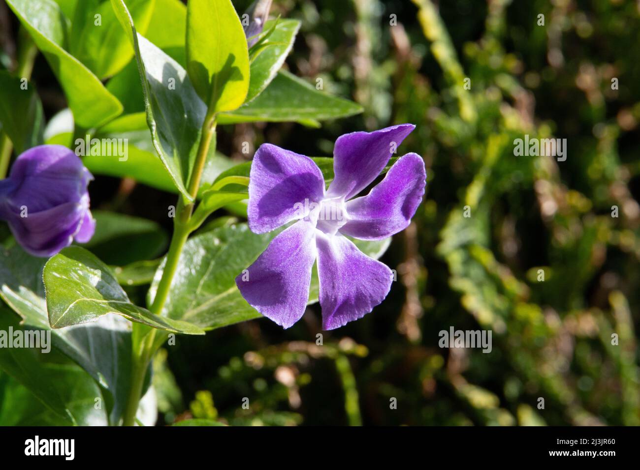 bright purple garden flower and bud isolated in the early morning sun Stock Photo Alamy