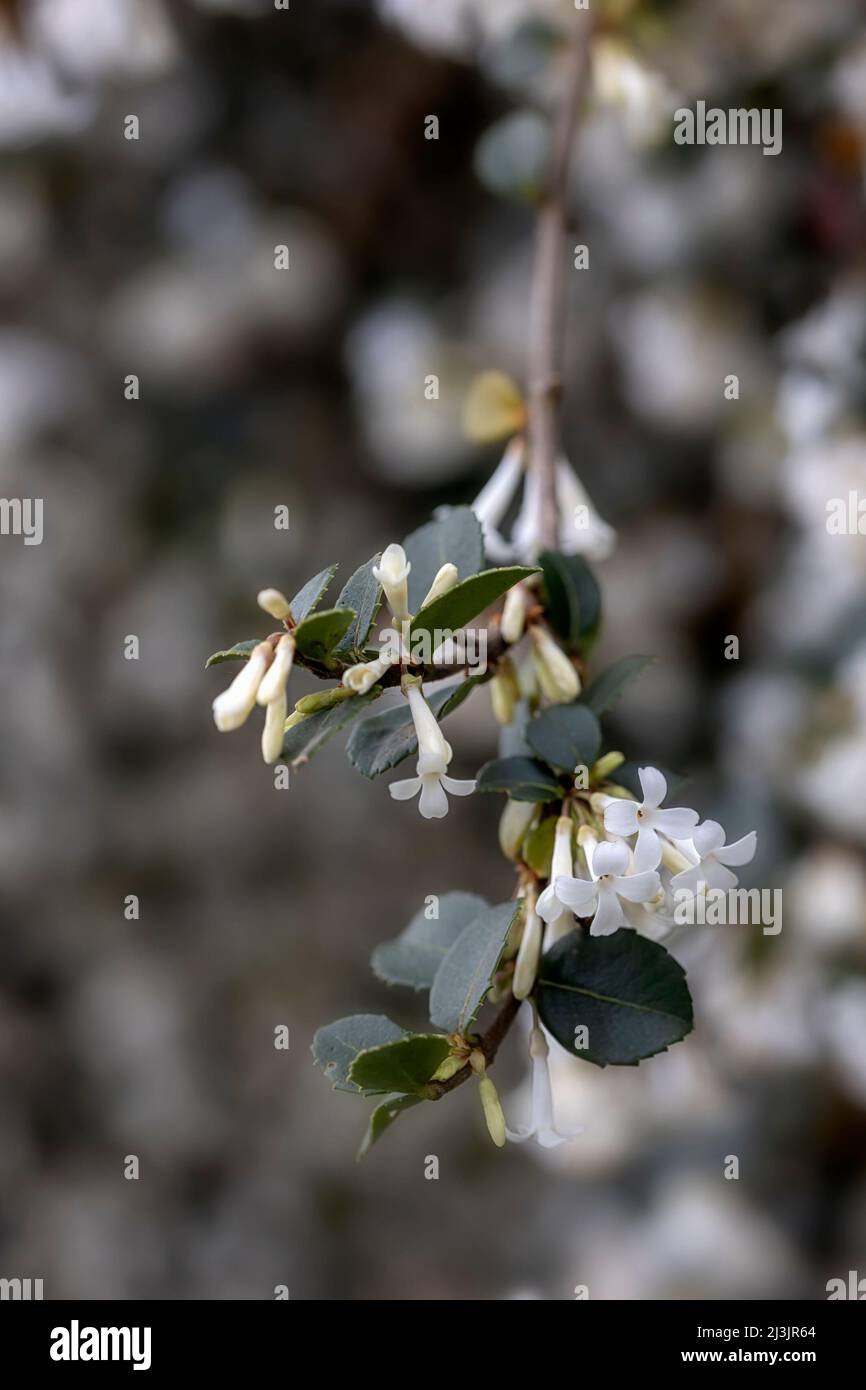 Closeup of flowers of Osmanthus delavayi in a garden in spring Stock Photo