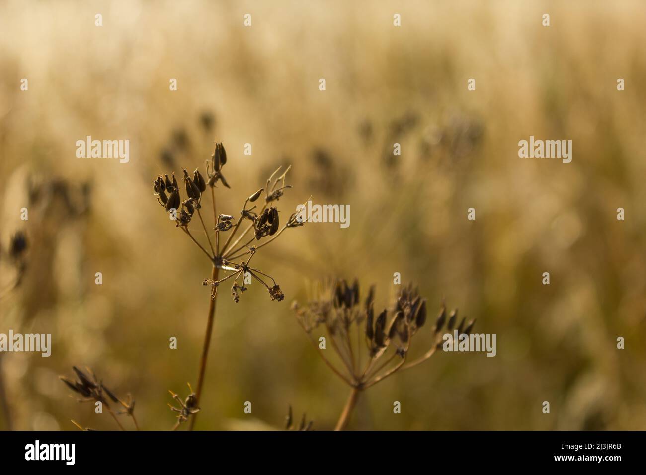 Grass seed pod hires stock photography and images Alamy