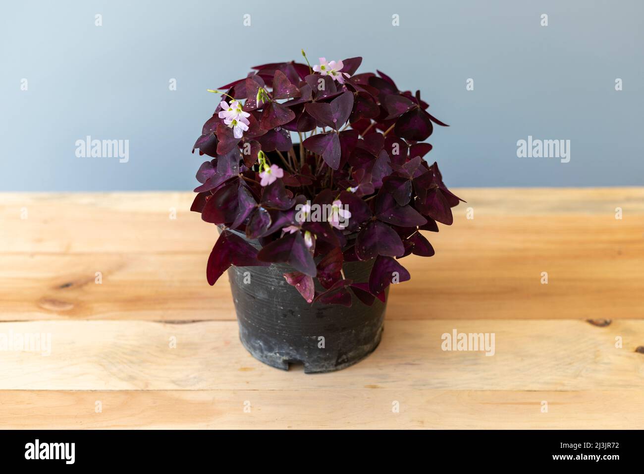 Purple shamrocks plant in a plastic nursery pot Stock Photo