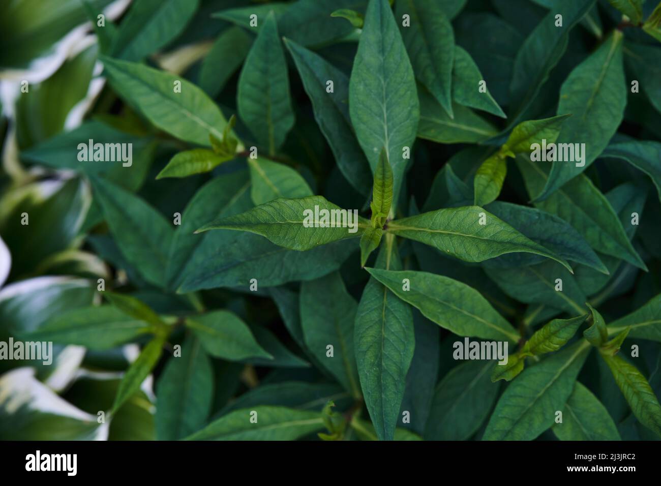 Top view phlox leaves close-up dark green. Background leaves, leaf ...