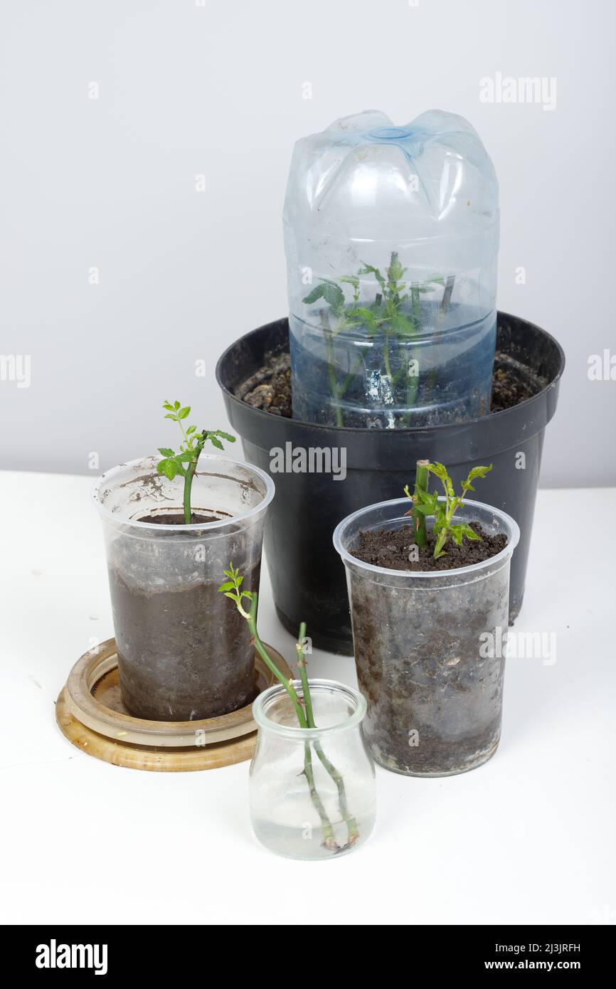 Rose cuttings. On a white background. In the ground Stock Photo