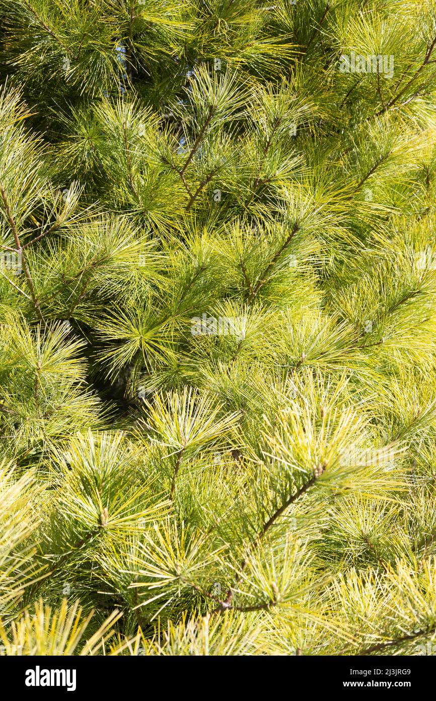 Pinus strobus 'Louie' Eastern white pine tree. Stock Photo