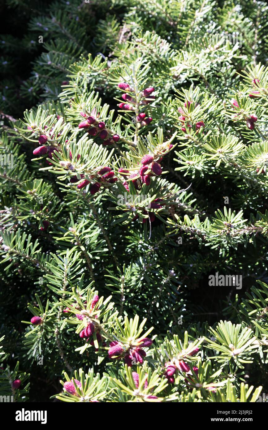 Abies Koreana 'Green Carpet' Korean fir Stock Photo Alamy