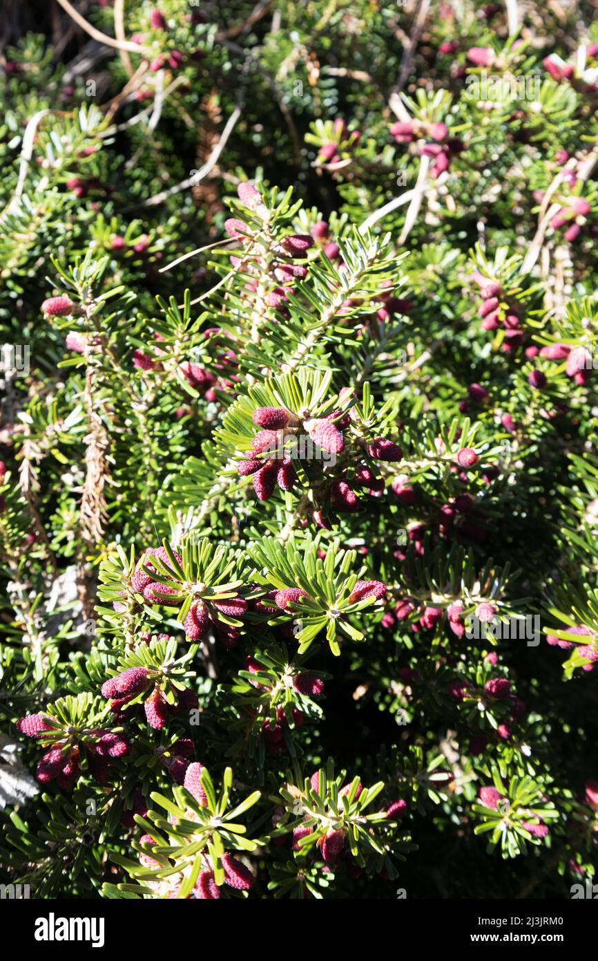 Abies Koreana 'Green Carpet' Korean fir Stock Photo Alamy