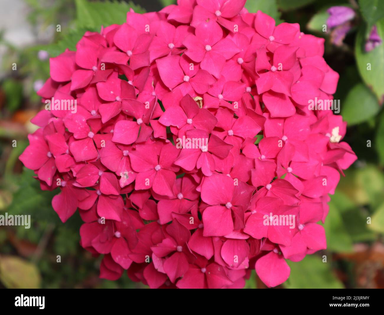 Close up pink mophead hydrangea macrophylla flower head in summer sun ...