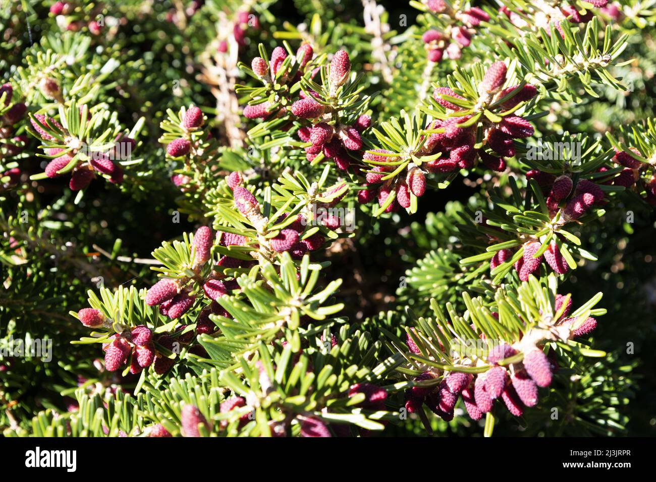 Abies Koreana 'Green Carpet' Korean fir Stock Photo Alamy