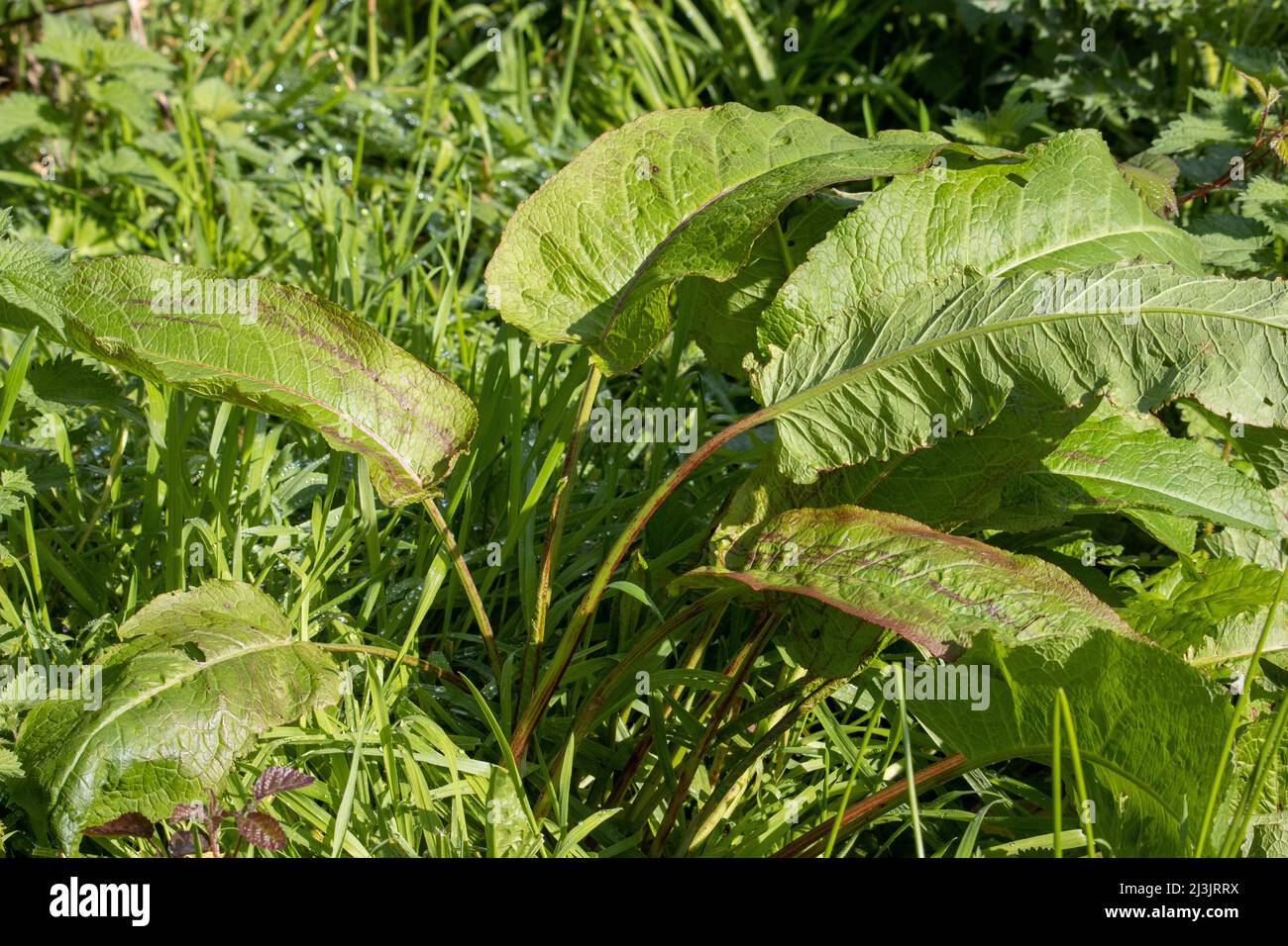 Broad-leaved dock  (Rumex obtusifolius) on a natural green background Stock Photo