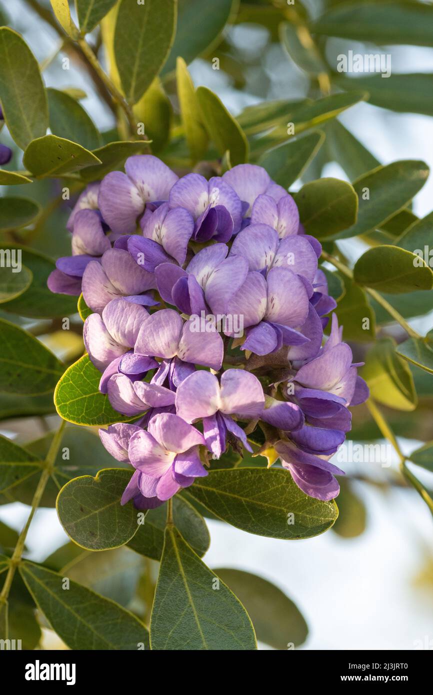 The fragrant lavender flowers of Texas mountain laurel form in drooping
