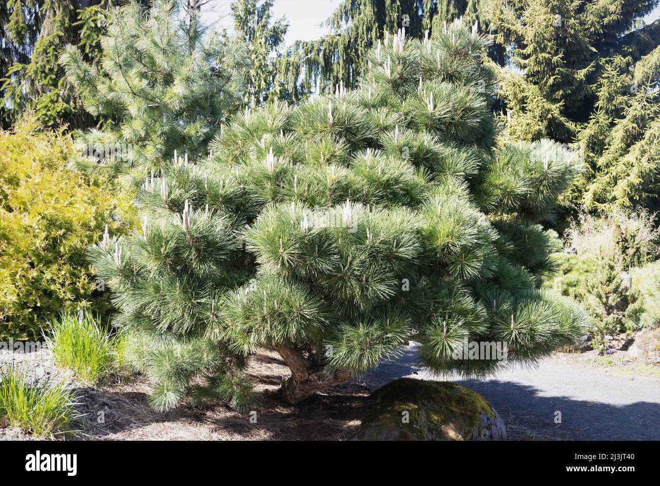 Pinus thunbergii 'Thunderhead'. Stock Photo