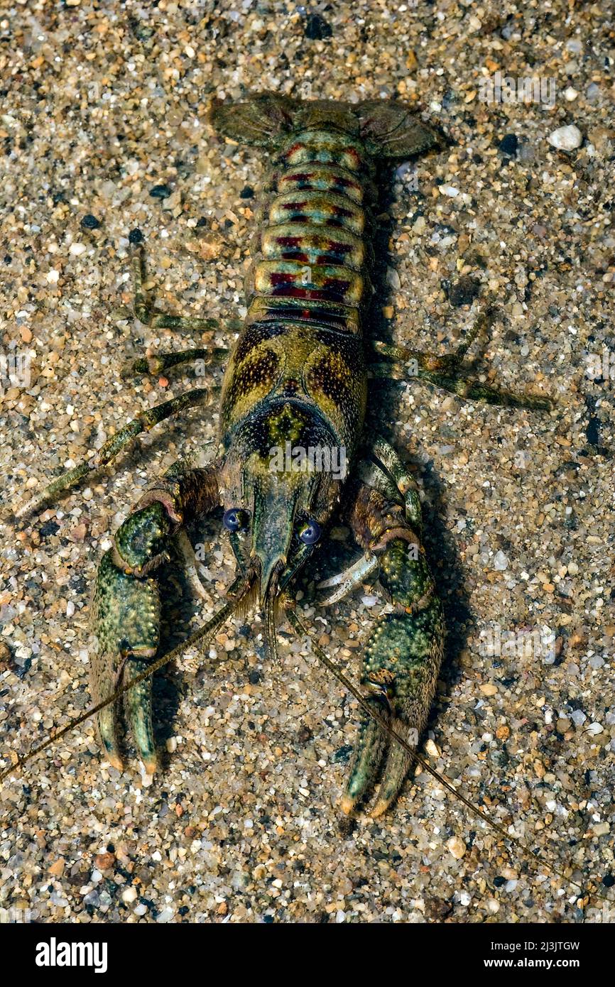 Camouflaged American River Crayfish - Oronectes lemosus Stock Photo