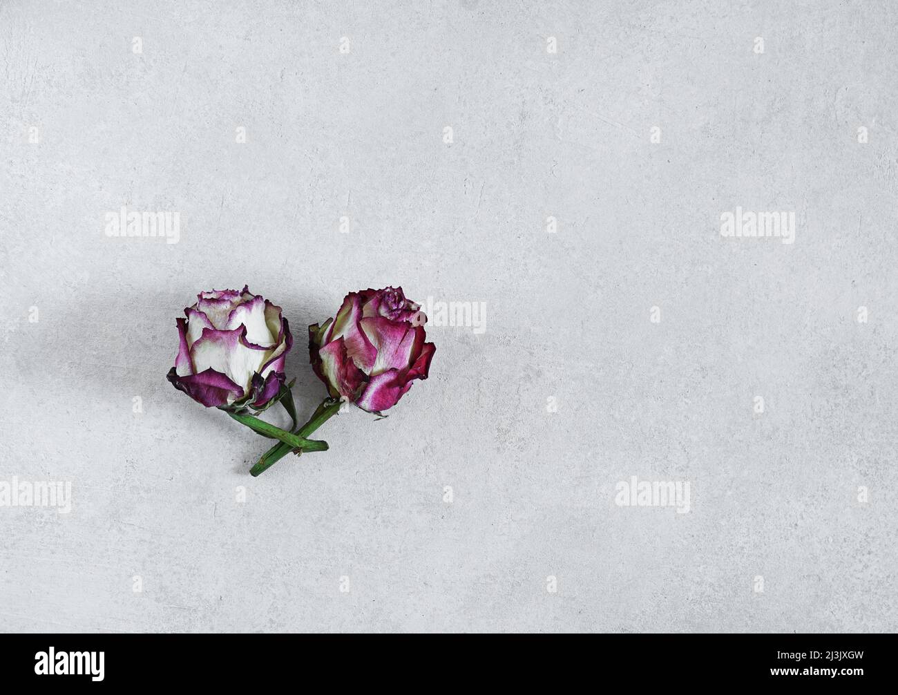 dried rose flower head on gray background , copy space, top view Stock Photo