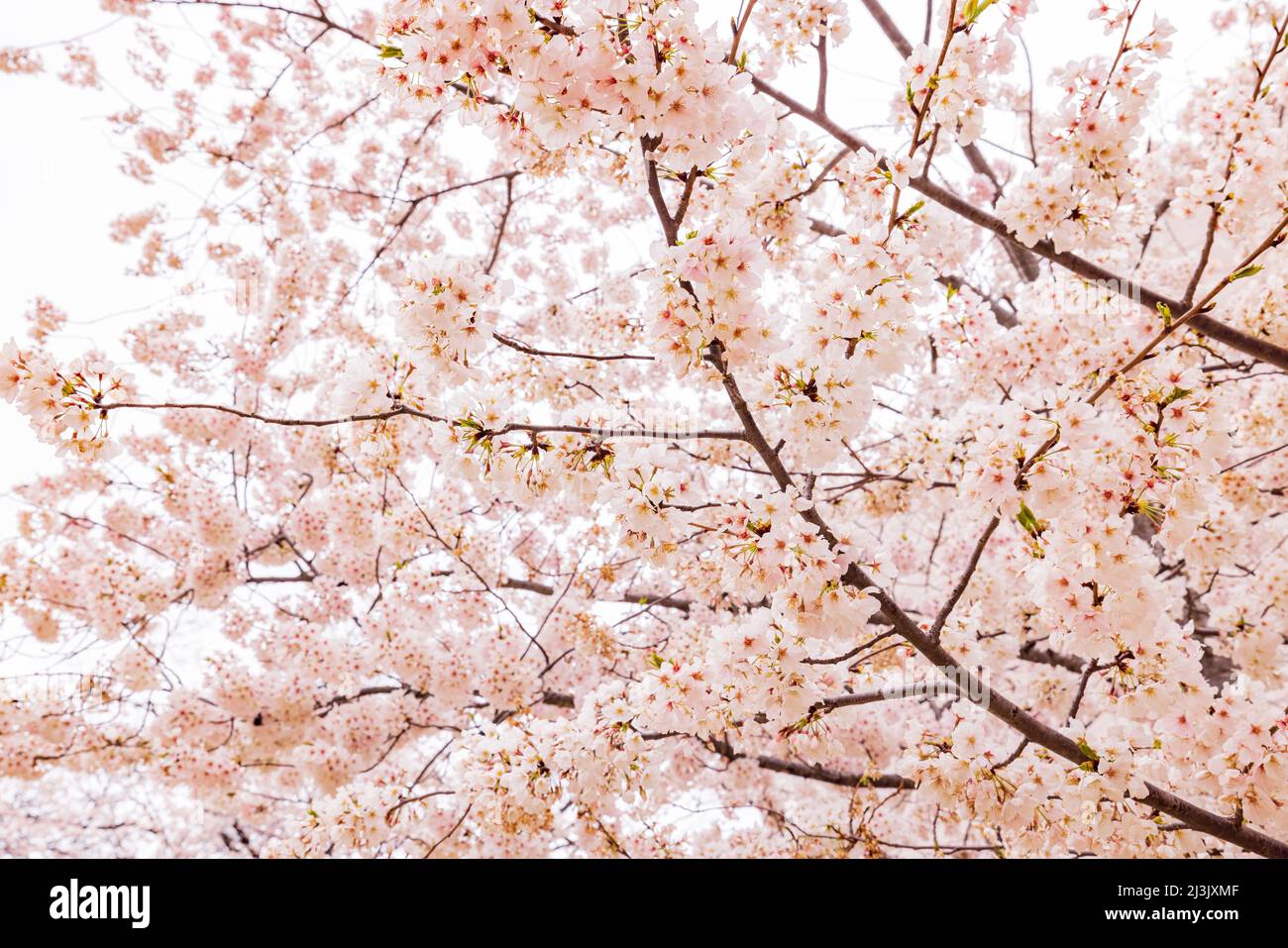 Close up shot cherry hi-res stock photography and images - Alamy