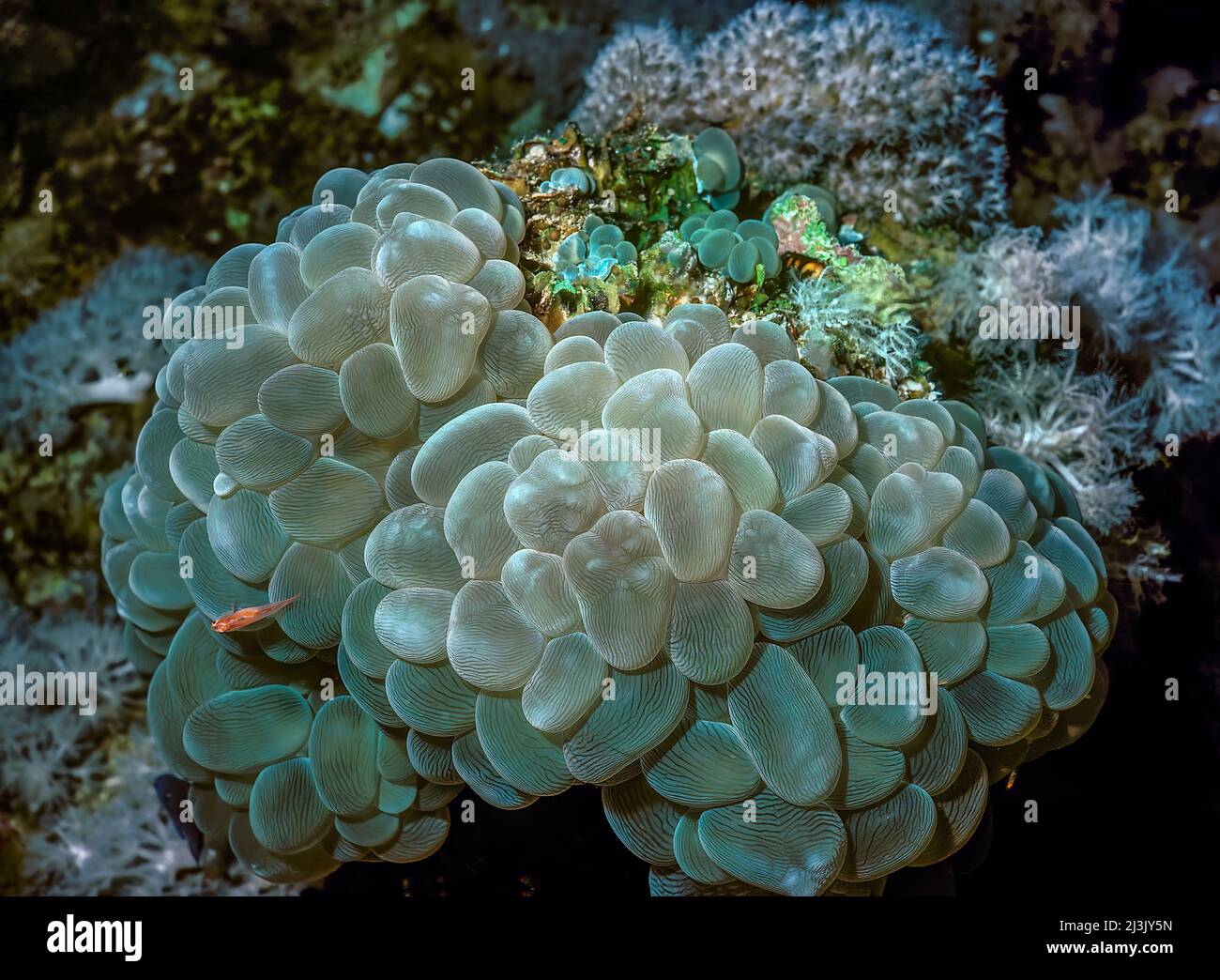 Opal Bubble Coral, Also grape coral, bladder coral, and pearl coral; Plerogyra sinuosa, Red Sea Stock Photo
