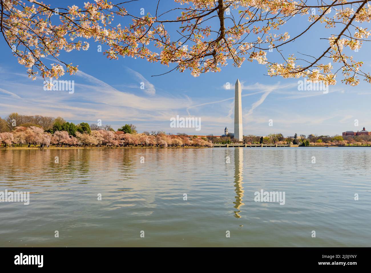 Sunny view of the Washington Monument with cherry blossom at Washington