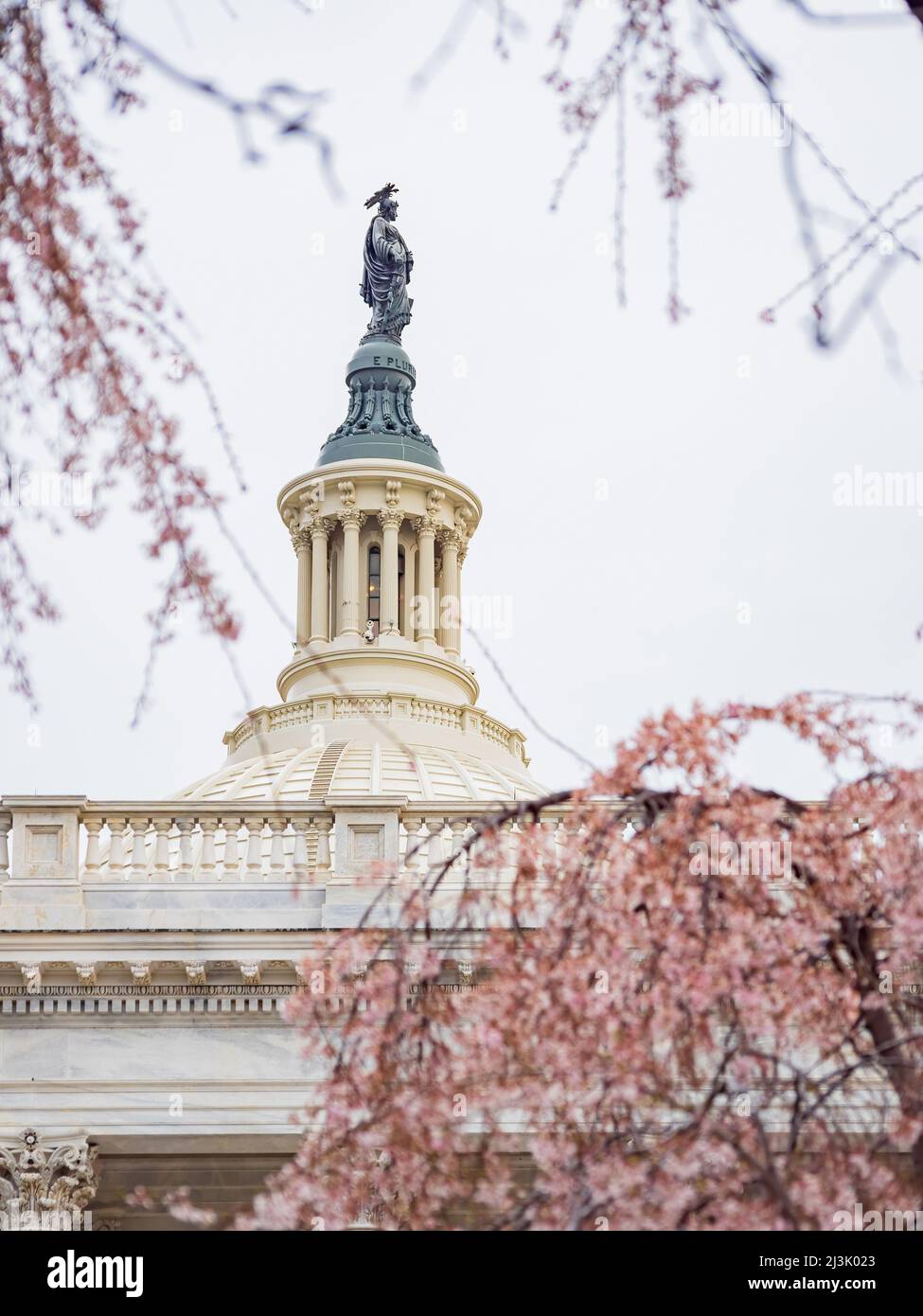 George washington cherry tree hi-res stock photography and images - Alamy