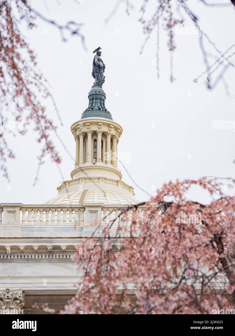 Overcast view of the United States Capitol with Cherry tree blossom at Washington DC Stock Photo