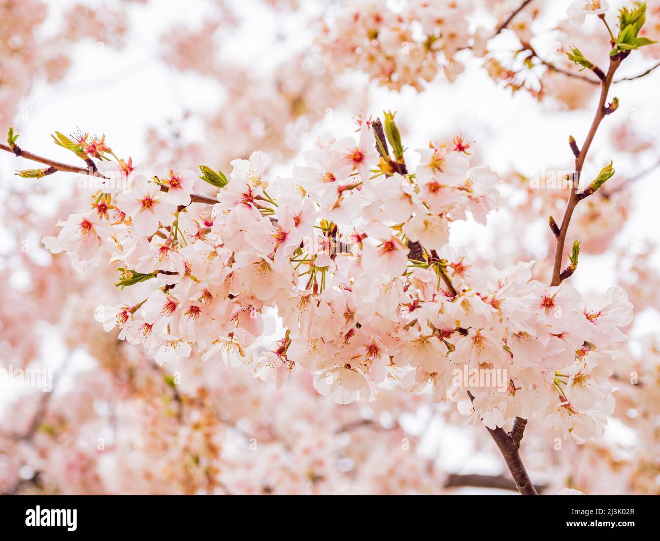 Close up shot cherry hi-res stock photography and images - Alamy
