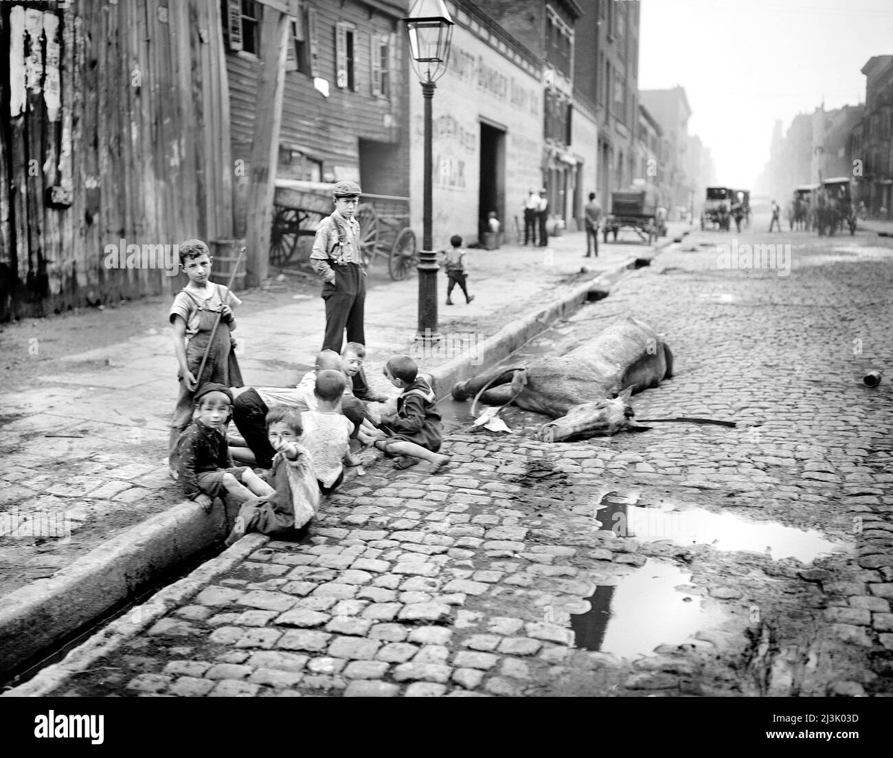 Street Scene, Group of Children near dead horse on Cobblestone Street, New York City, New York, USA, Detroit Publishing Company, early 1900's Stock Photo