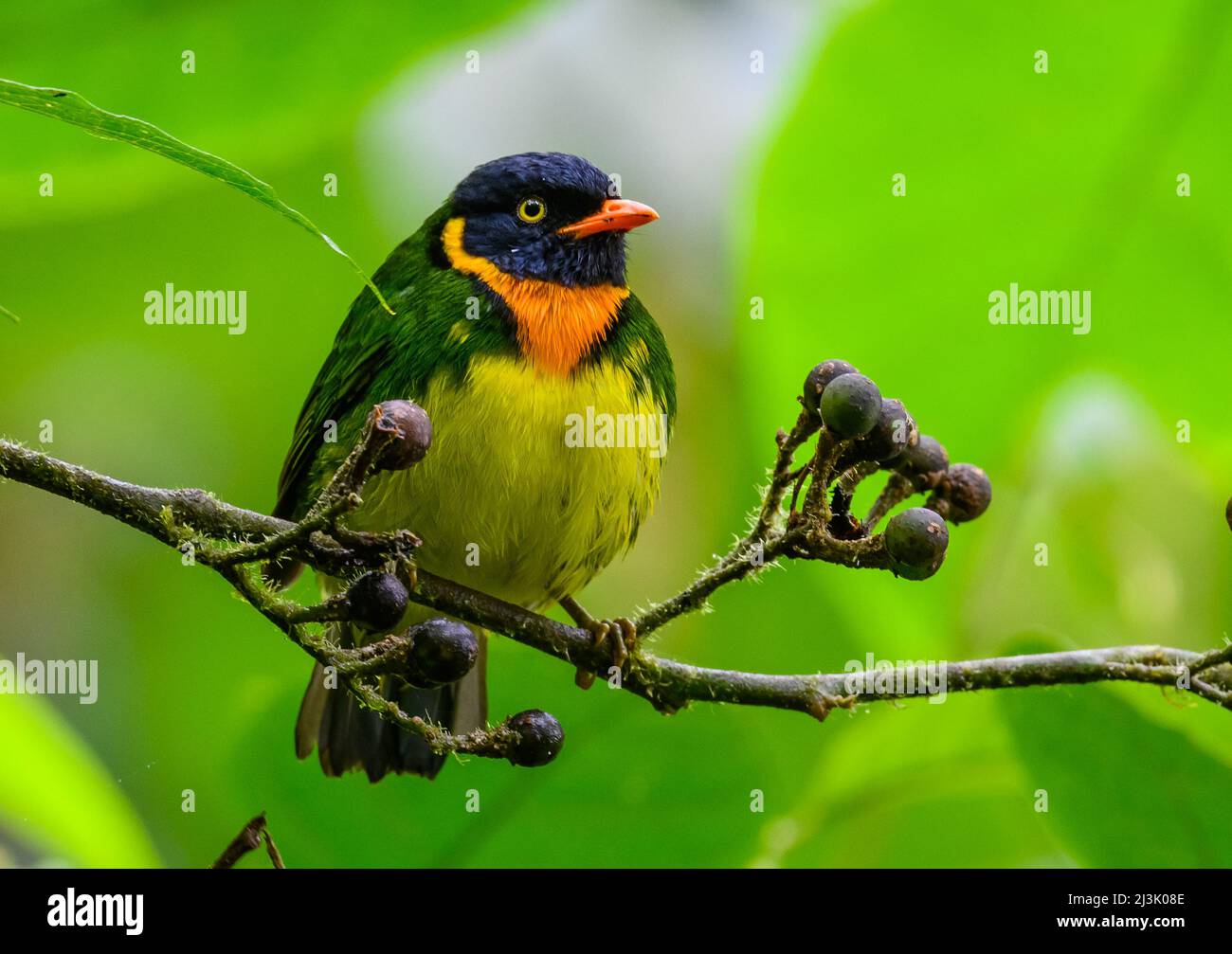 A male Orange-breasted Fruiteater (Pipreola jucunda) perched on a branch. Colombia, South America. Stock Photo