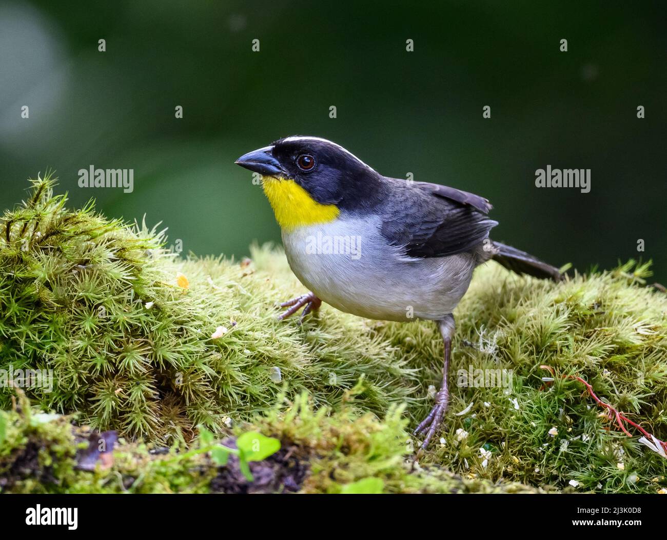 A Whitenaped Brushfinch (Atlapetes albinucha) foraging in forest