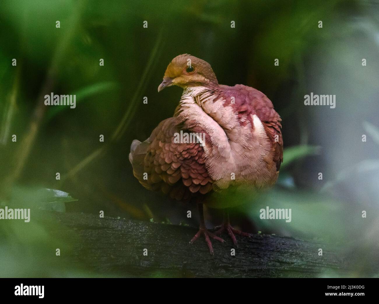 A Ruddy Quail-Dove (Geotrygon montana) foraging in the forest. Colombia, South America. Stock Photo