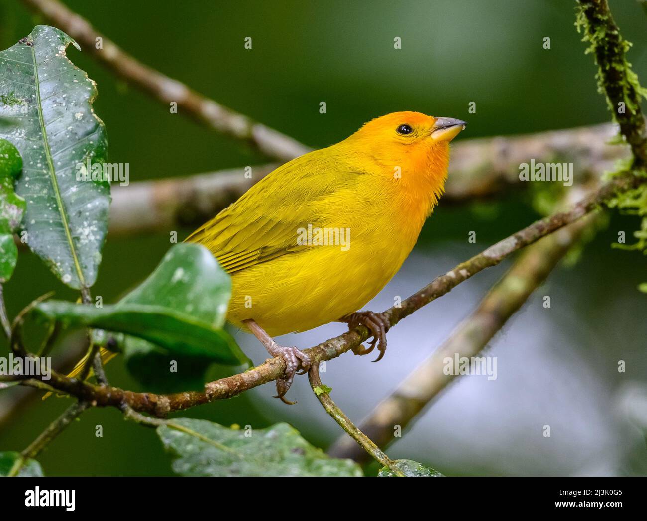 A Saffron Finch (Sicalis flaveola) perched on a branch. Colombia, South America. Stock Photo