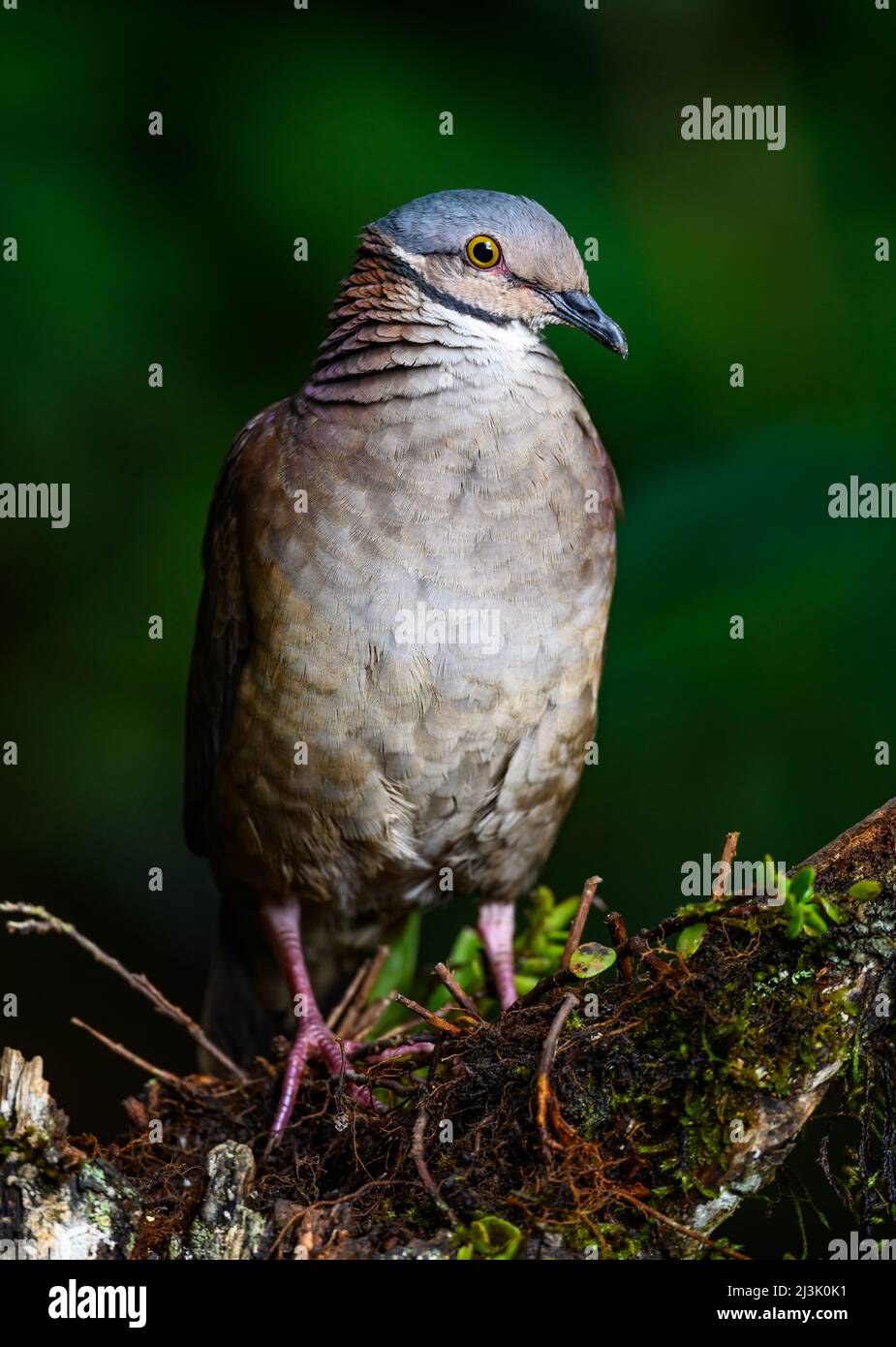 A White-throated Quail-Dove (Zentrygon frenata) foraging on forest floor. Colombia, South America. Stock Photo