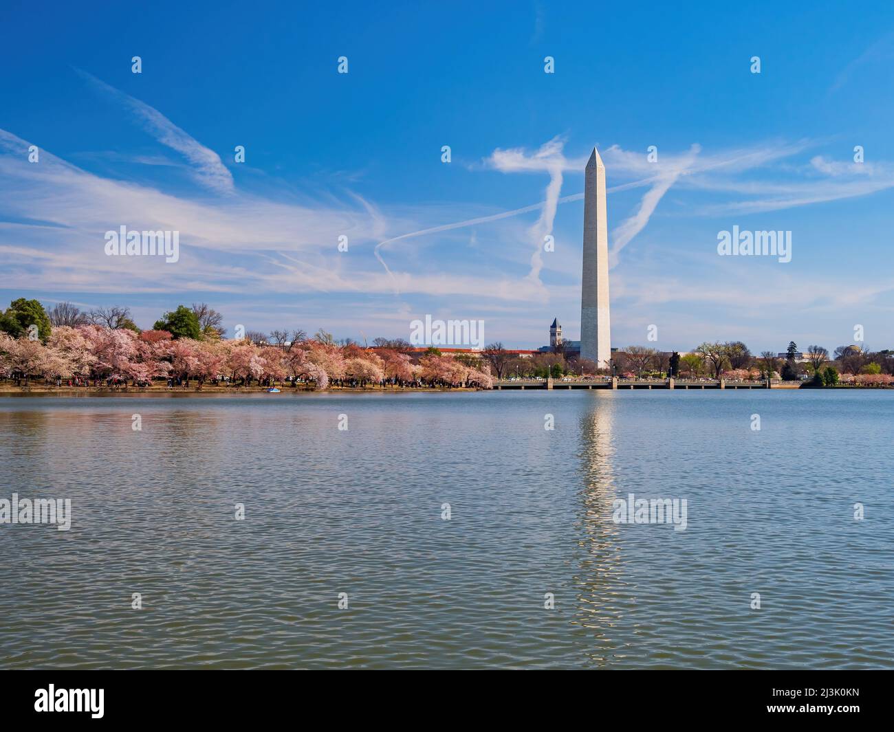 Sunny view of the Washington Monument with cherry blossom at Washington ...