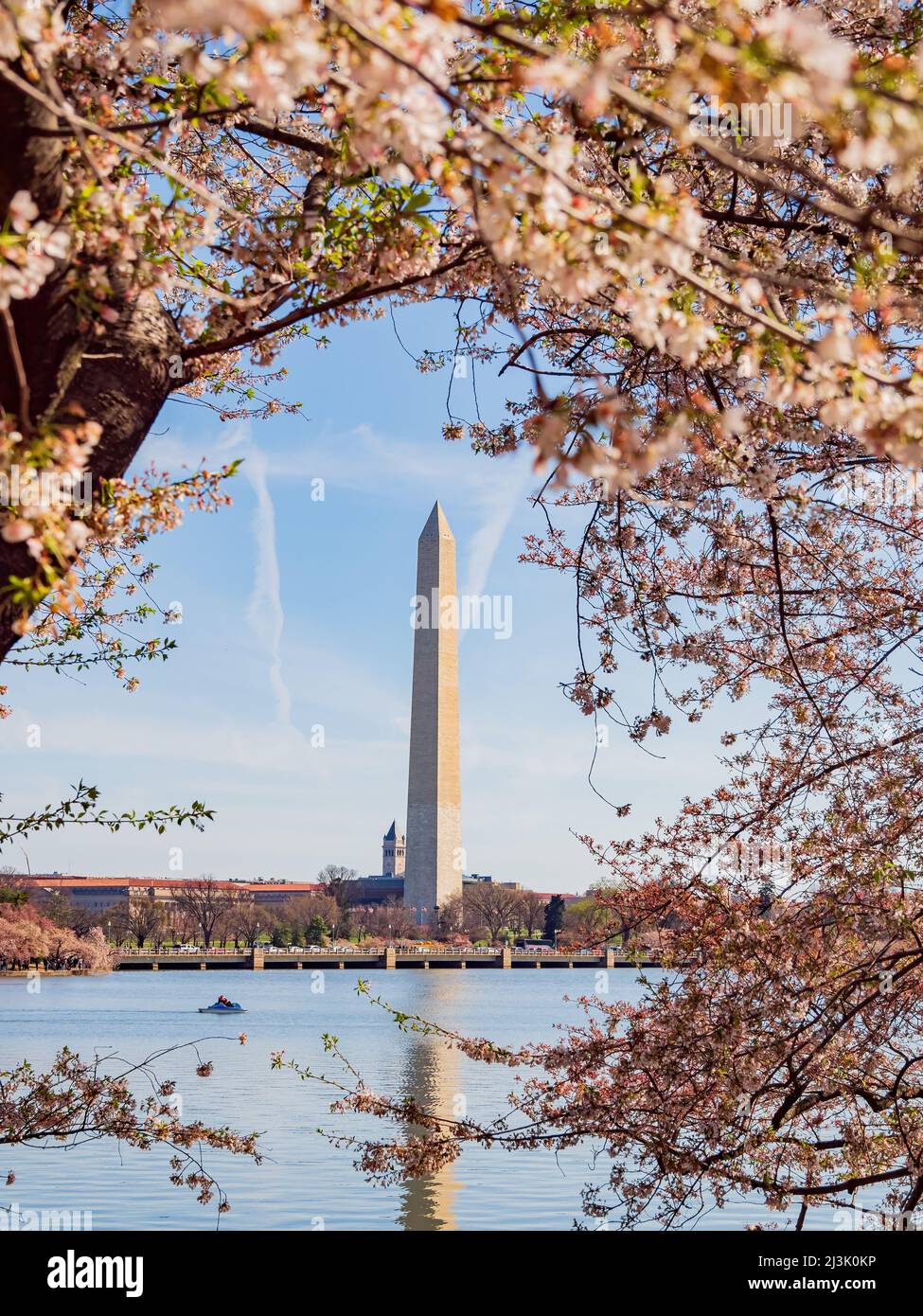 Sunny view of the Washington Monument with cherry blossom at Washington DC Stock Photo