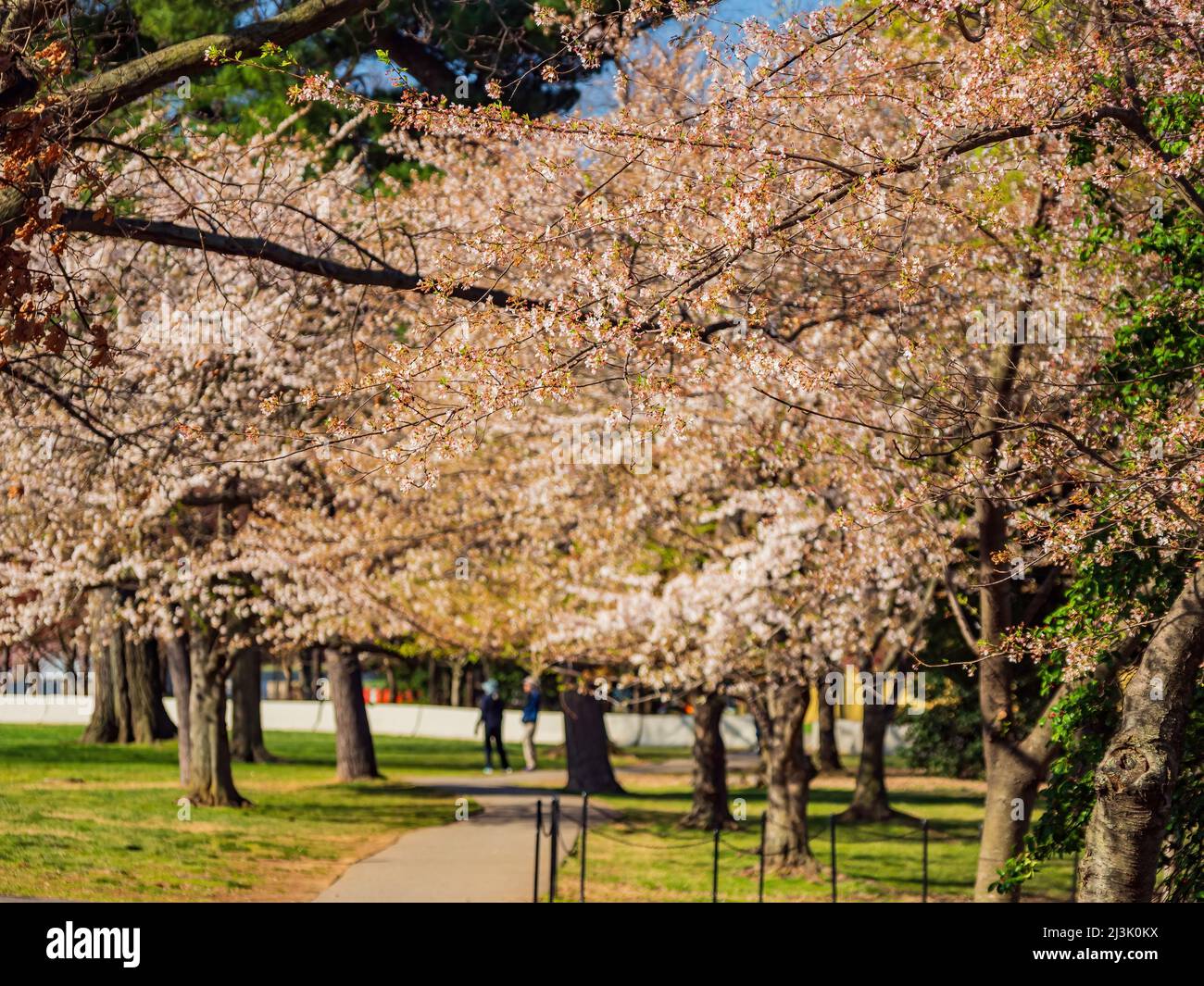 Close up shot cherry hi-res stock photography and images - Alamy