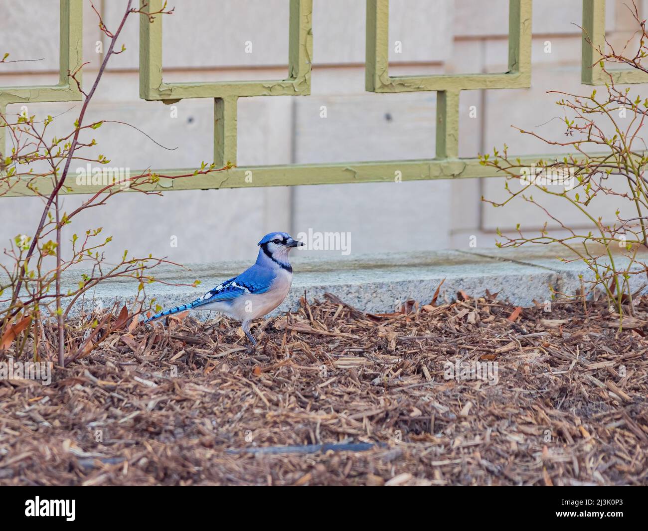 Wild blue jay Black and White Stock Photos & Images - Alamy