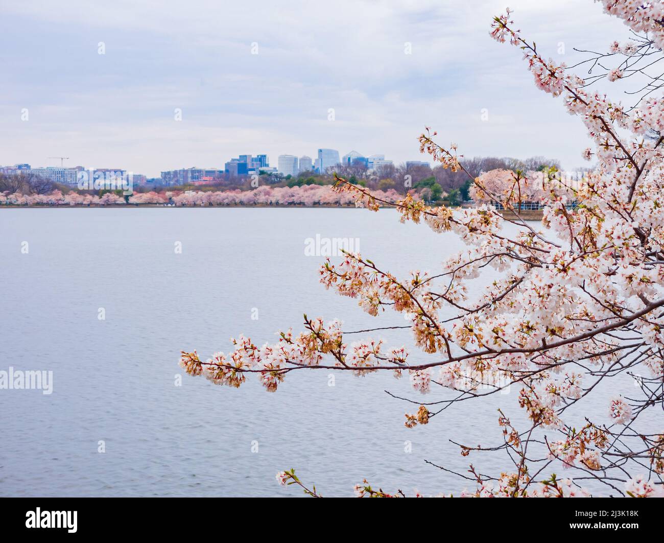 Beautiful skyline of downtown with cherry blossom at Washington DC ...