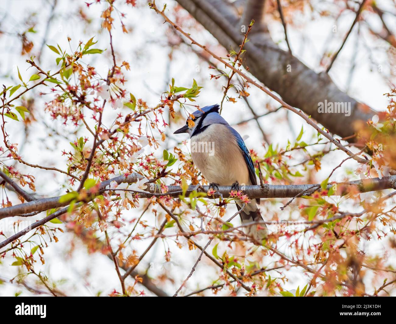 Blue Jay fledglings - The Washington Post