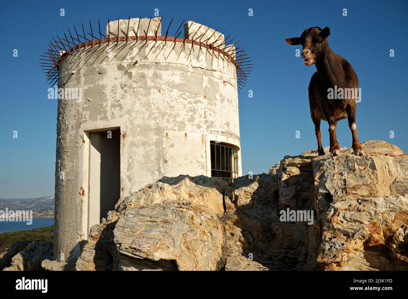 Goat standing on a rock, Embiez island, Var, Provence-Alpes-Côte d'Azur, France Stock Photo