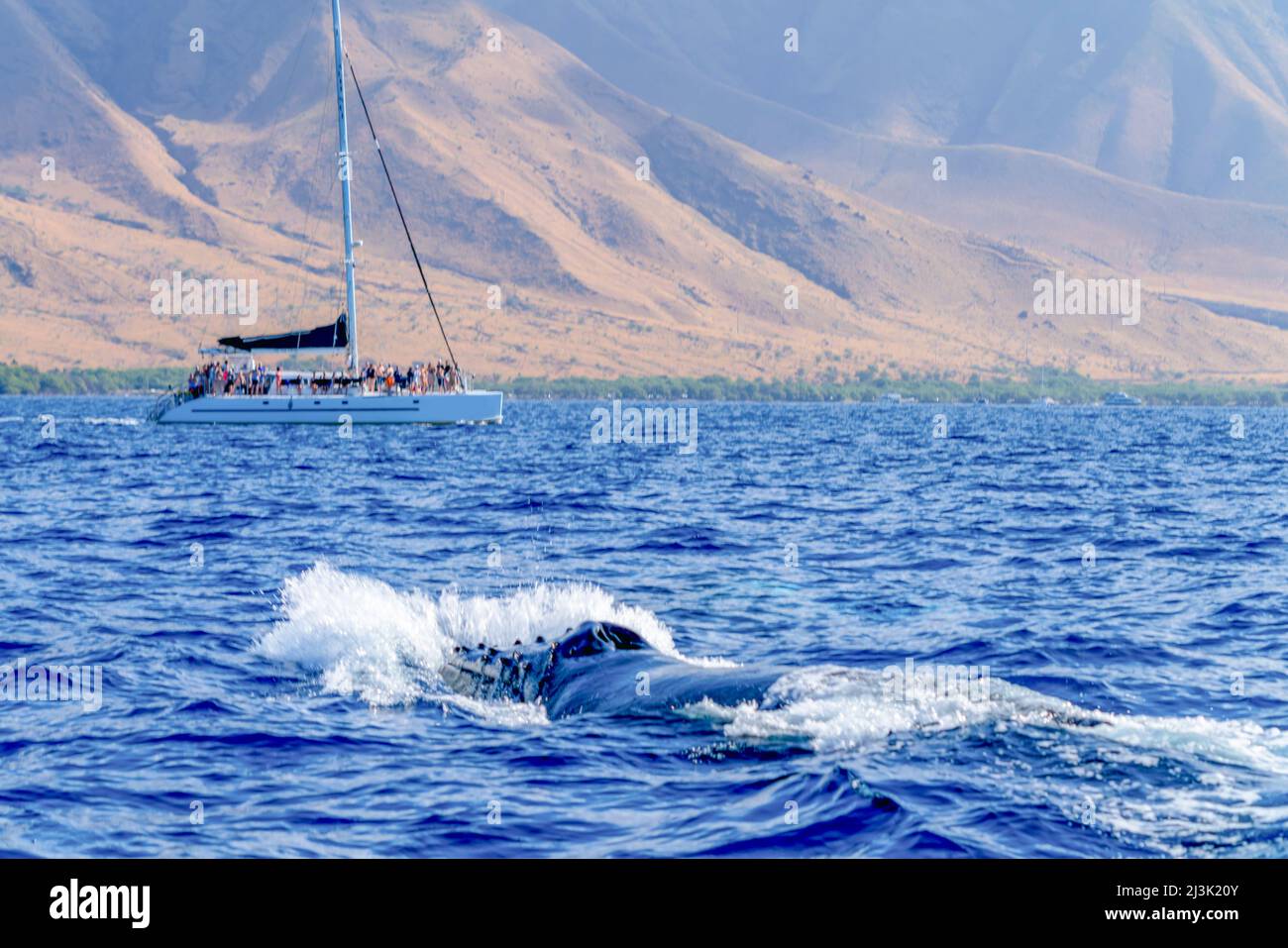 Sailboat moving through the vibrant blue water with the coastline of a hawaiian island in the background Stock Photo