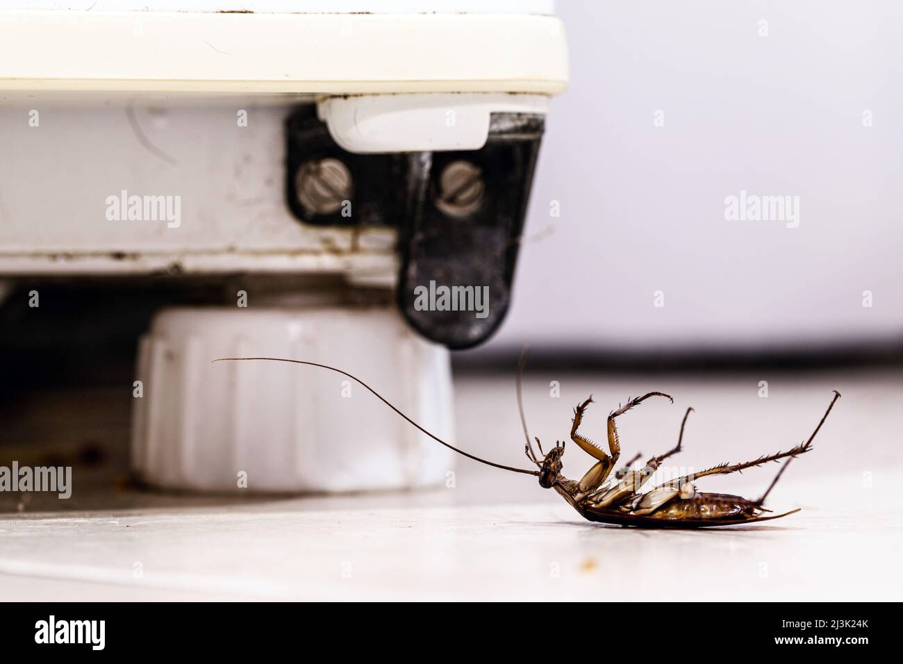 dead cockroach in dirty kitchen, insect problem indoors, pest or infestation Stock Photo
