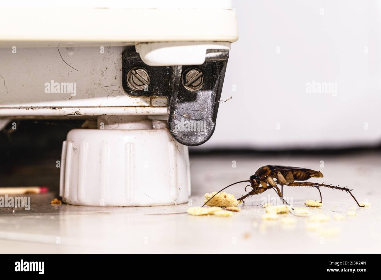 cockroach eating crumbs of food on the floor of a dirty kitchen, insect
