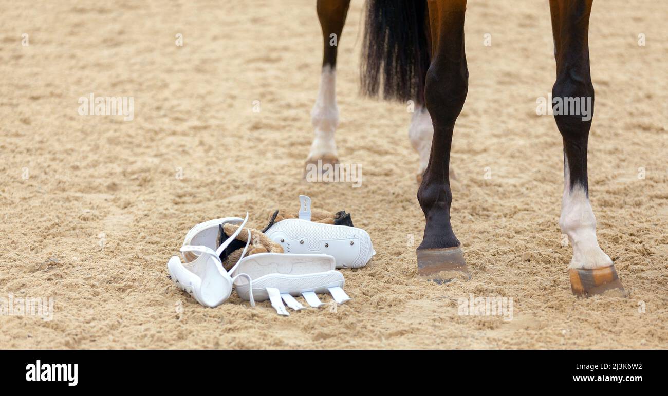 Closeup of the legs and hooves from a horse. Tendon splint boots air mesh for horse. Equestrian sport. Thoroughbred stallion. Sand sport field Stock Photo