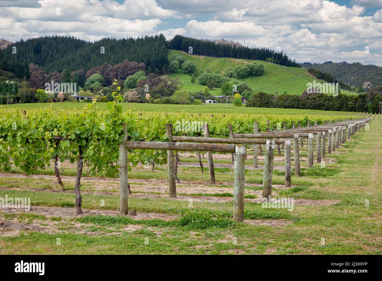 Vineyards near Gisborne, north island, New Zealand. Stock Photo