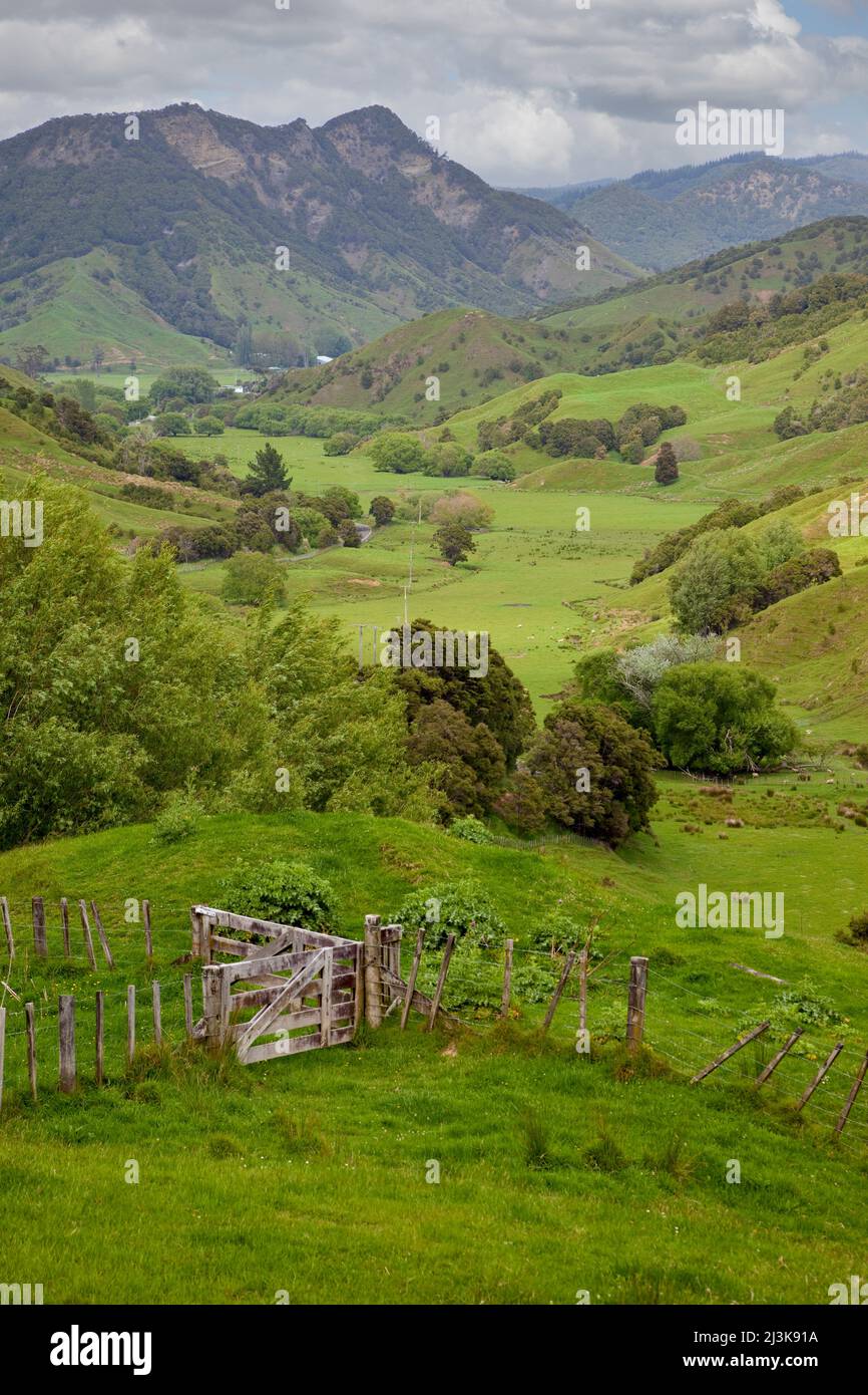 Farmland north of Gisborne, Anaura Road Valley Scene, north island, New Zealand. Stock Photo