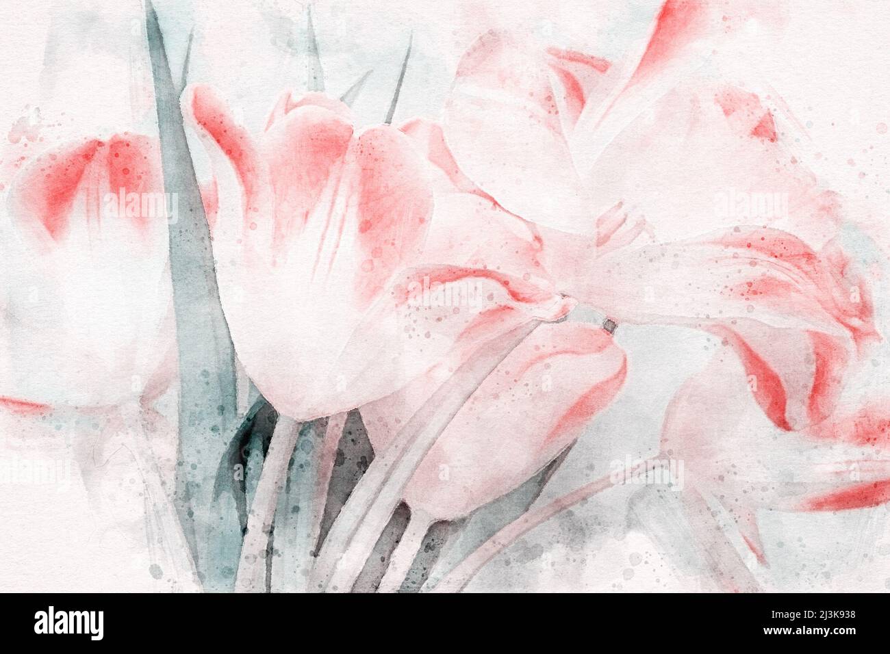 Spring flowers bouquet - pink tulips, watercolor illustration for ...