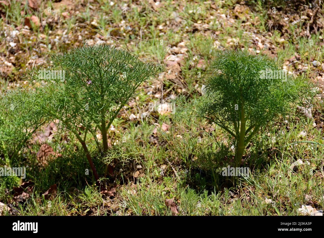 Planta de eneldo en el campo en primavera, anethum graveolens Stock Photo