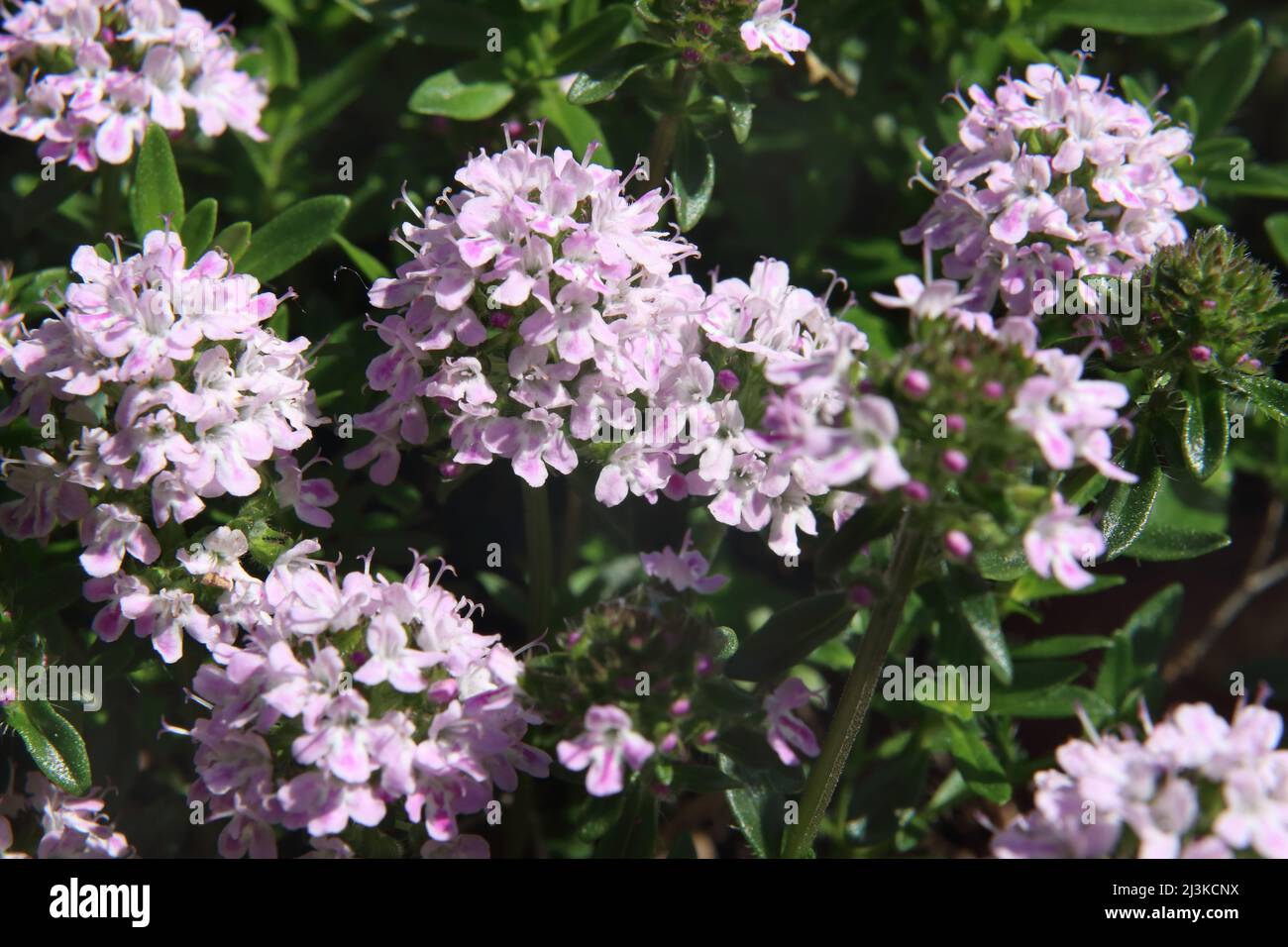 Thyme flowers in a garden Thymus vulgaris Stock Photo Alamy