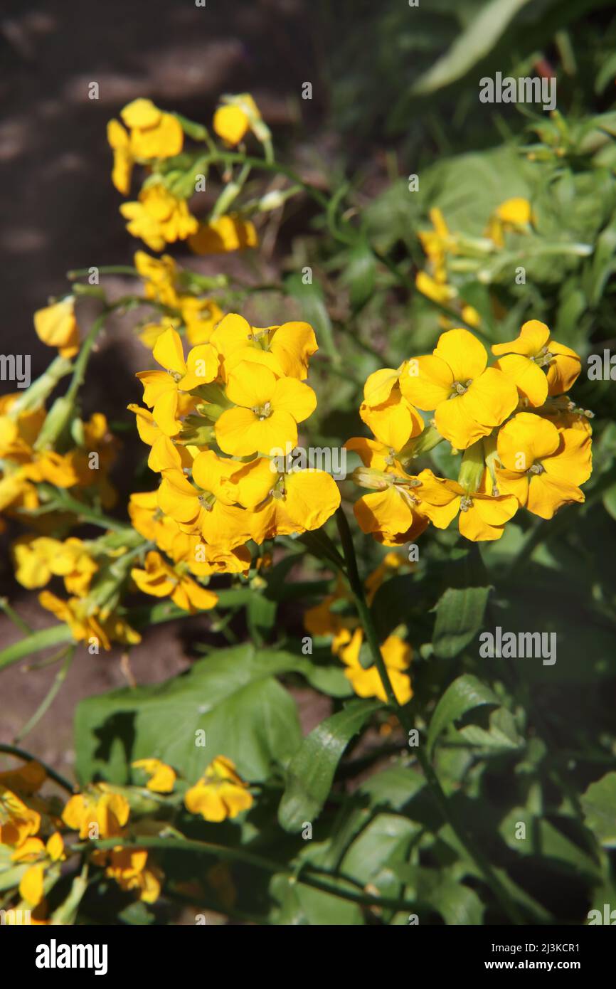 perennial yellow wallflower in a garden Erysimum hybridium Stock Photo