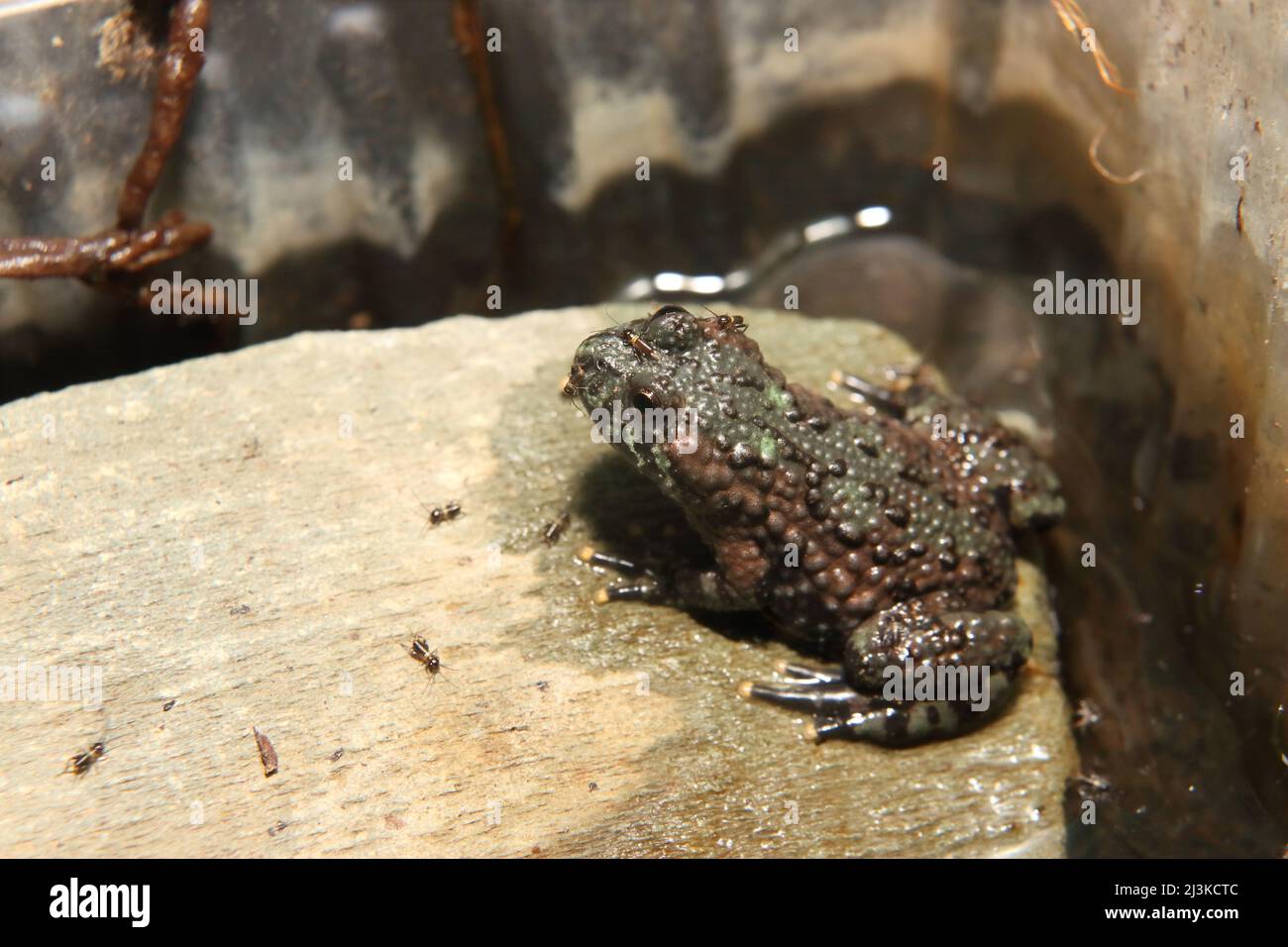 Fire-bellied toad sat on rock with crickets in a vivarium Bombina orientalis Gryllus assimilis Stock Photo