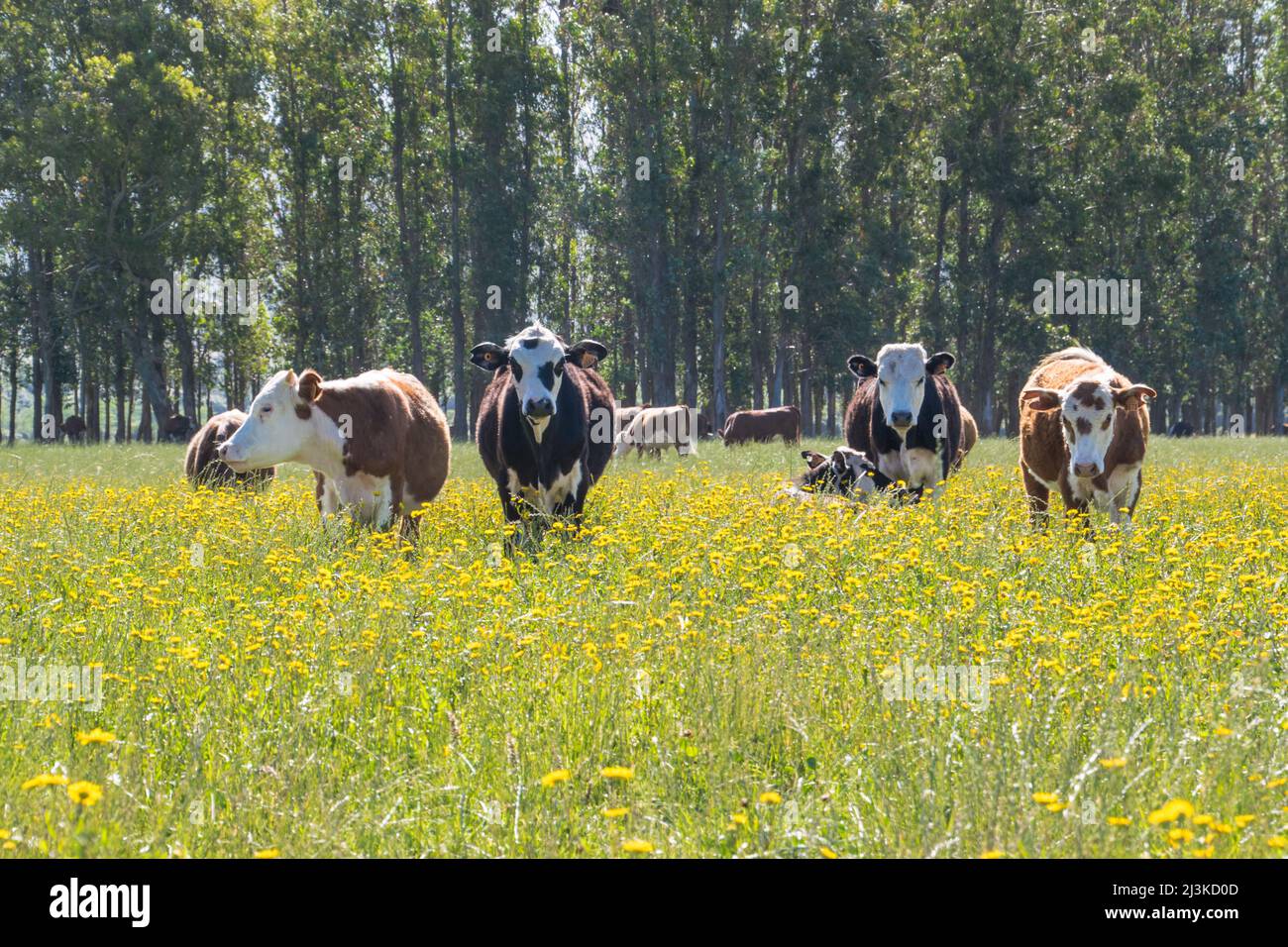 A bunch of cows in a farm Stock Photo - Alamy