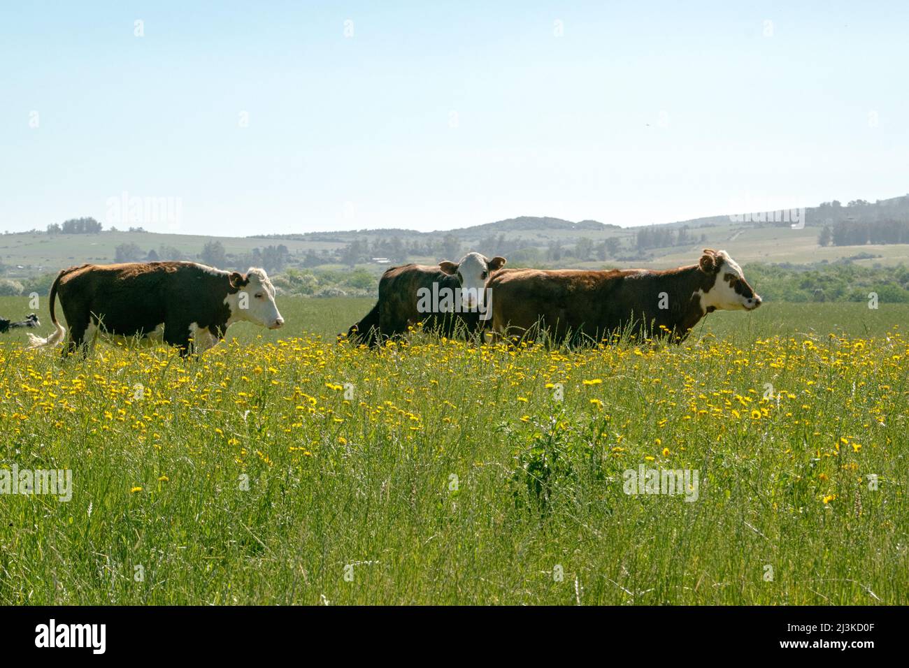 A bunch of cows in a farm Stock Photo - Alamy