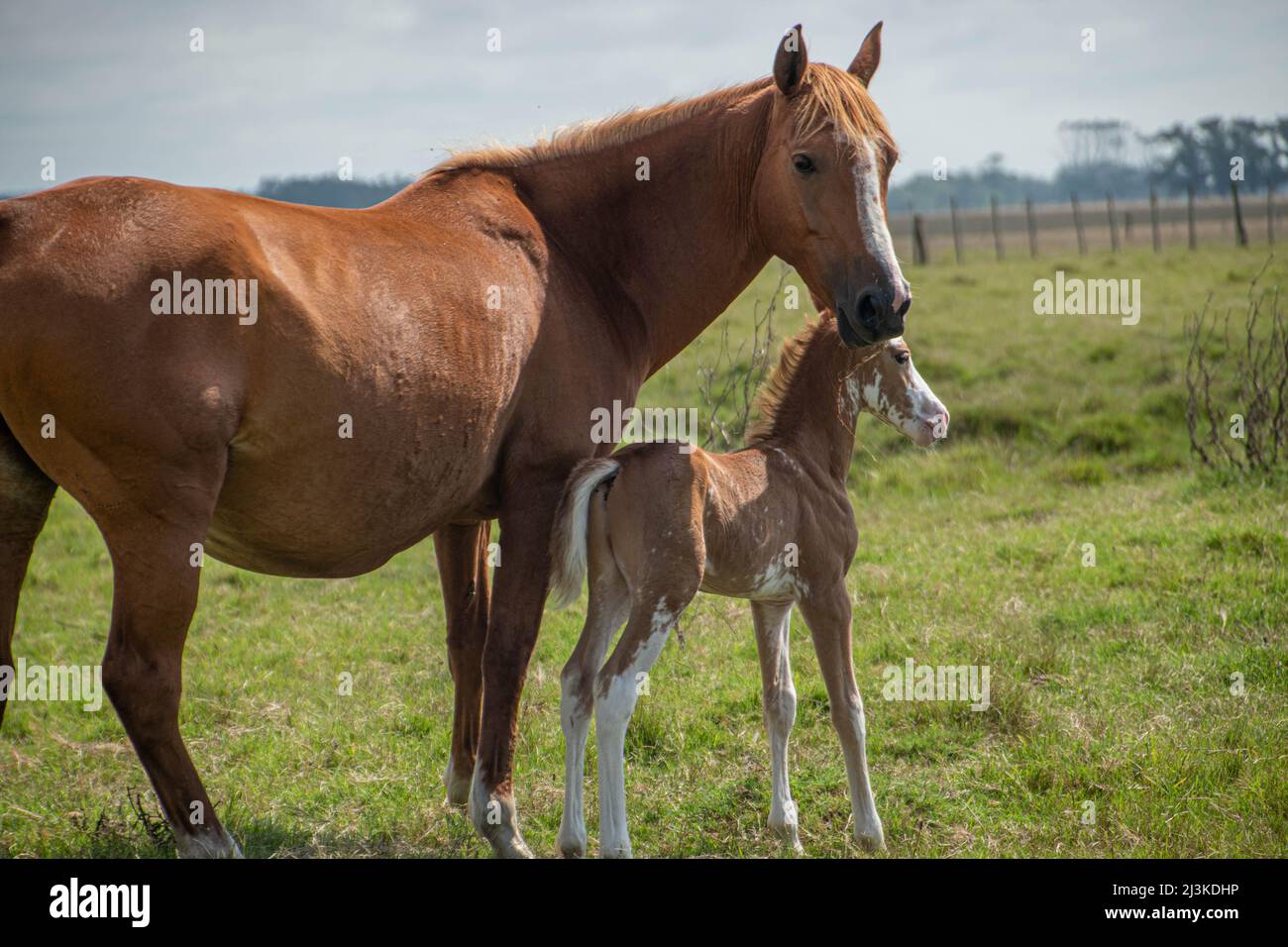 Horse with her foal grazing in a field Stock Photo Alamy